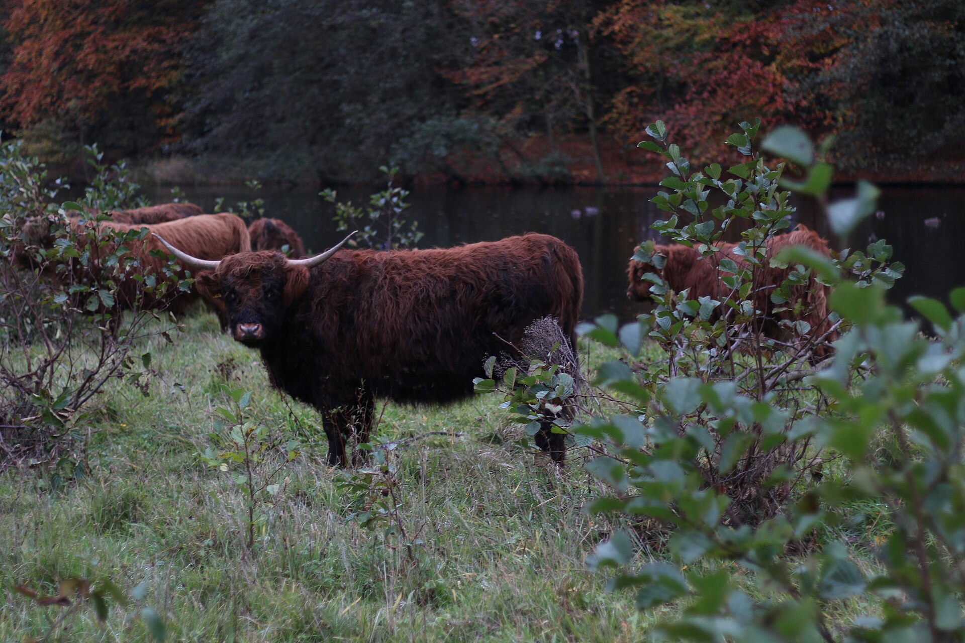 The Amsterdamse Bos south of Amsterdam - the city's largest park, with lake swimming nearby.